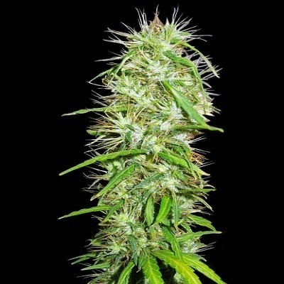 Ace Seeds - Mauritius x Ethiopian (reg.) 06286