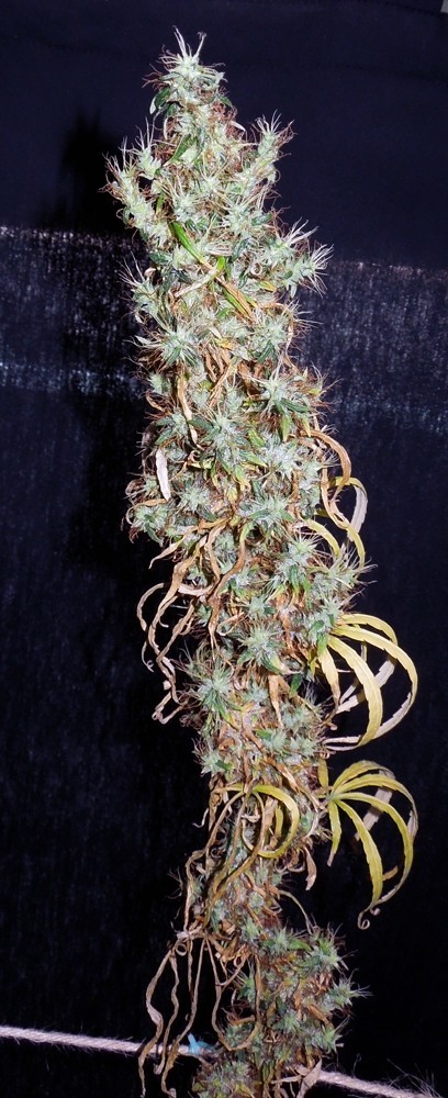 Ace Seeds - Mauritius x Ethiopian (reg.)