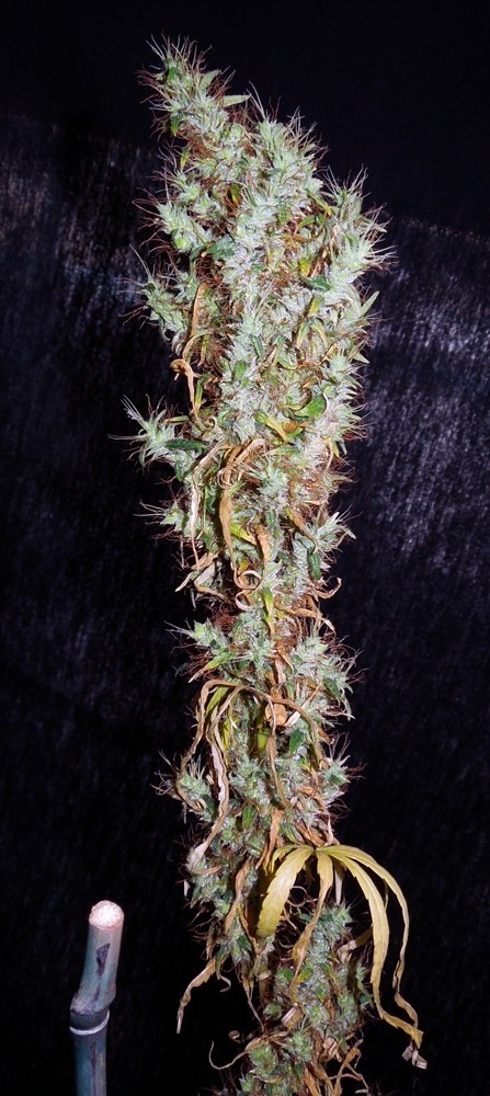 Ace Seeds - Mauritius x Ethiopian (reg.)