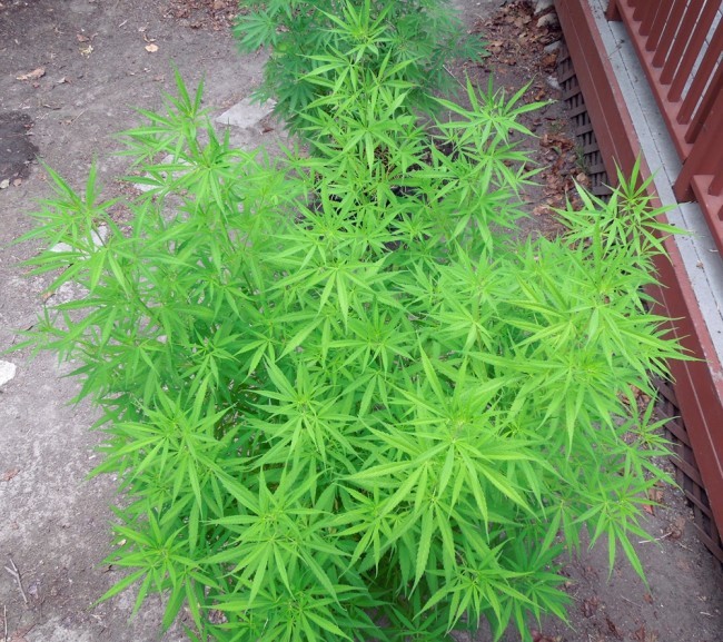 Ace Seeds - Mauritius x Ethiopian (reg.)