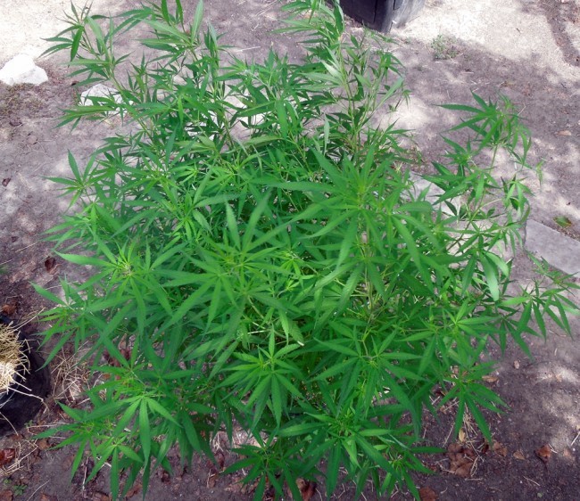 Ace Seeds - Mauritius x Ethiopian (reg.)