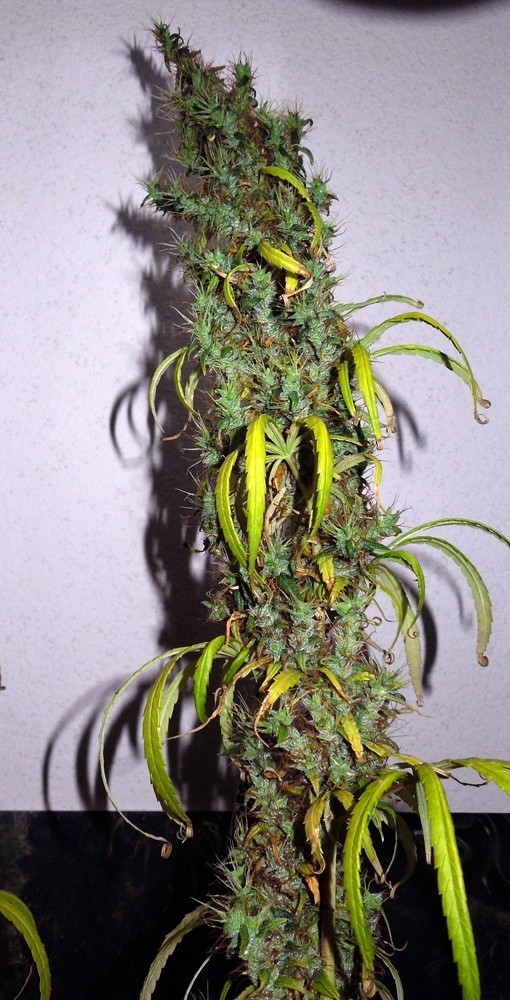 Ace Seeds - Mauritius x Ethiopian (reg.)