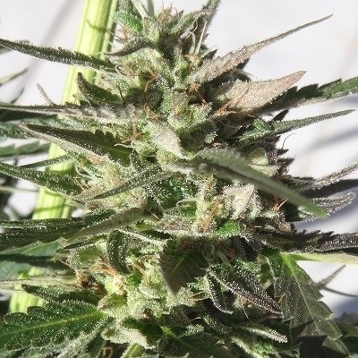 Ace Seeds - Panama x Tikal (fem.) 06287