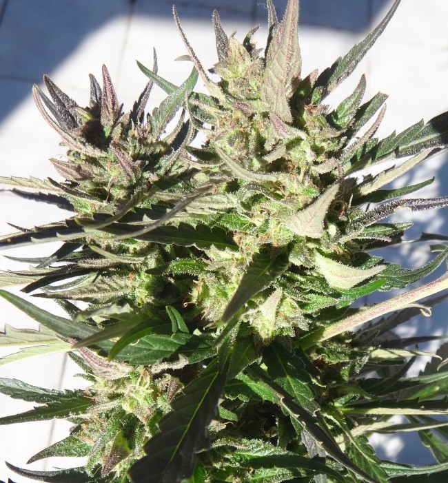 Ace Seeds - Panama x Tikal (fem.)