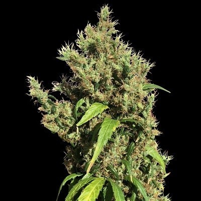 Ace Seeds - Purple Honduras Haze (reg.) 06288