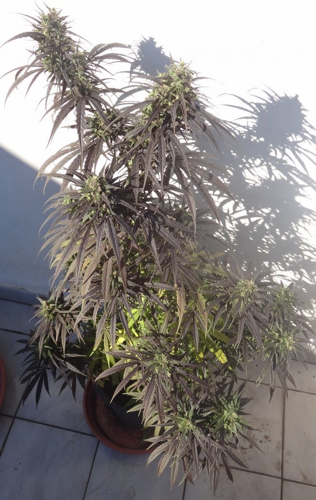 Ace Seeds - Purple Honduras Haze (reg.)