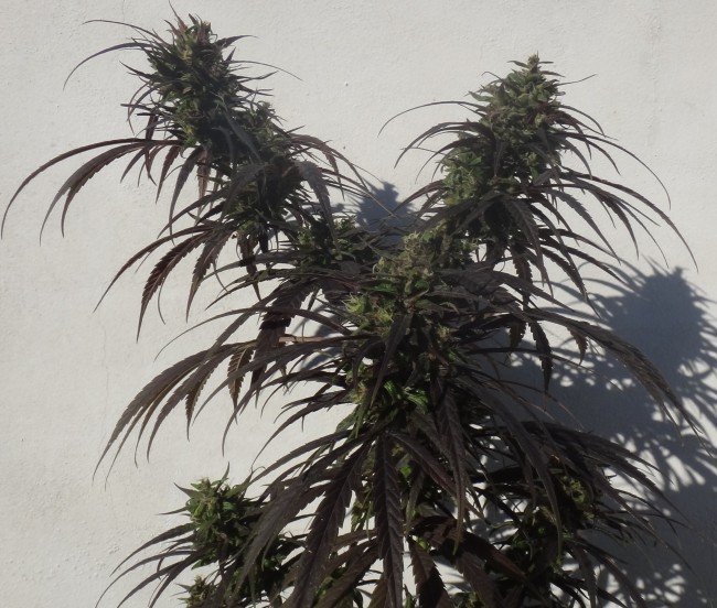 Ace Seeds - Purple Honduras Haze (reg.)