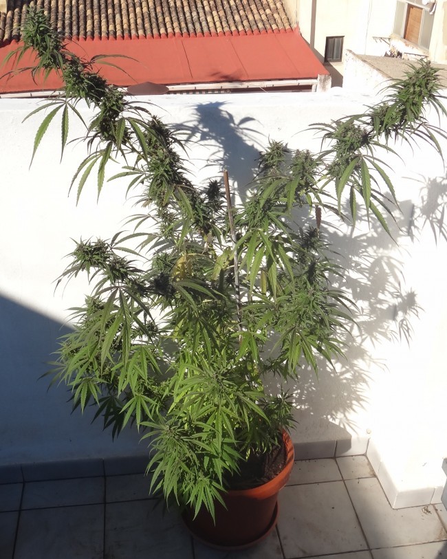 Ace Seeds - Purple Honduras Haze (reg.)