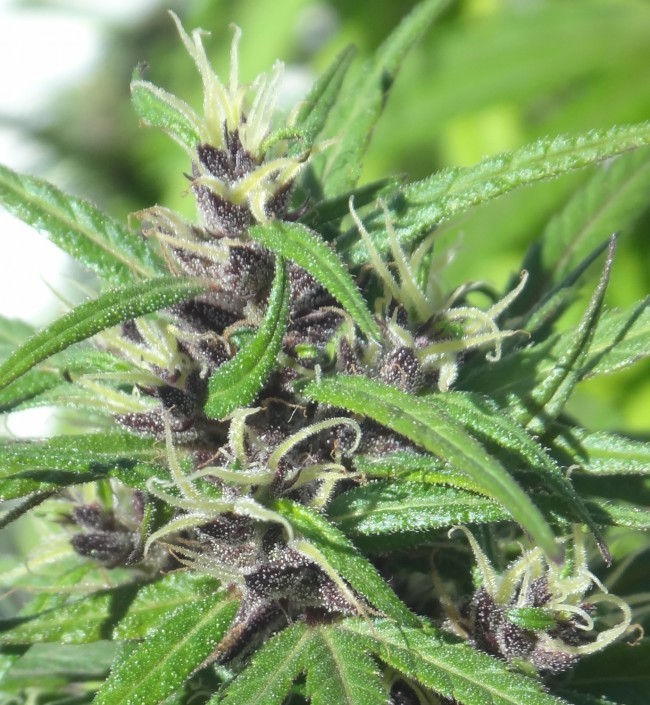 Ace Seeds - Purple Honduras Haze (reg.)