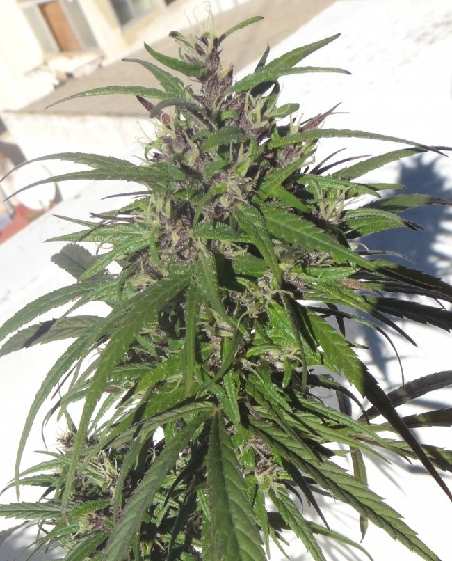 Ace Seeds - Purple Honduras Haze (reg.)