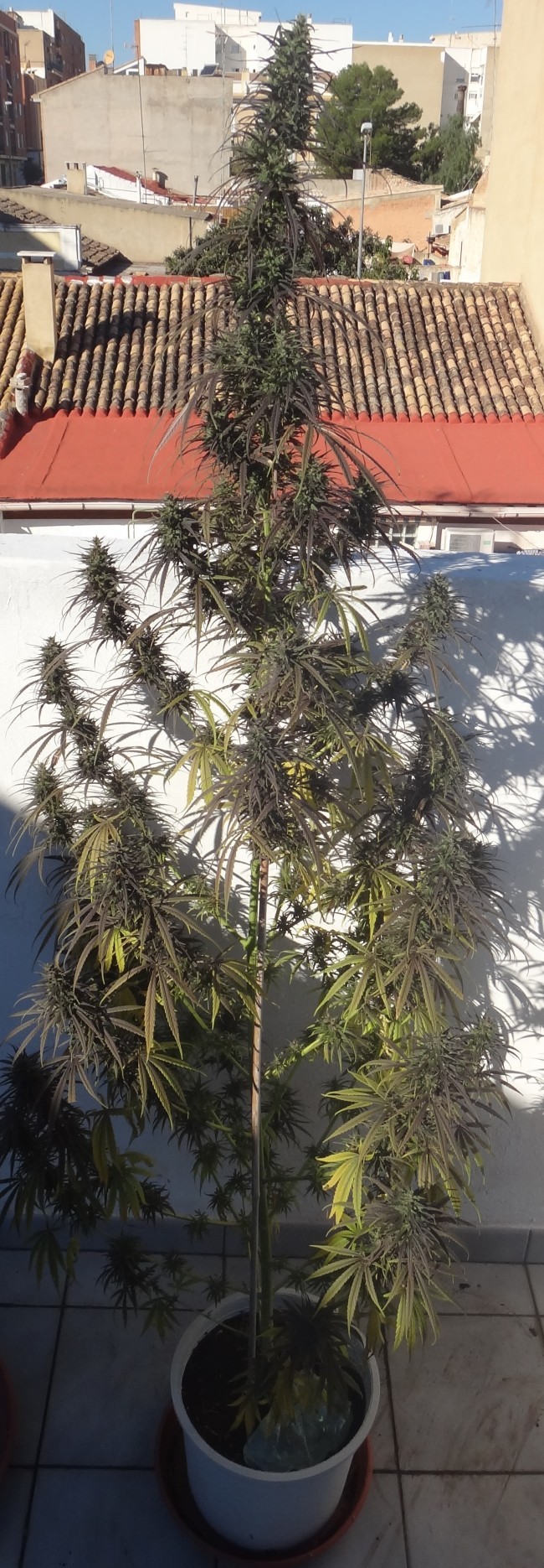 Ace Seeds - Purple Honduras Haze (reg.)