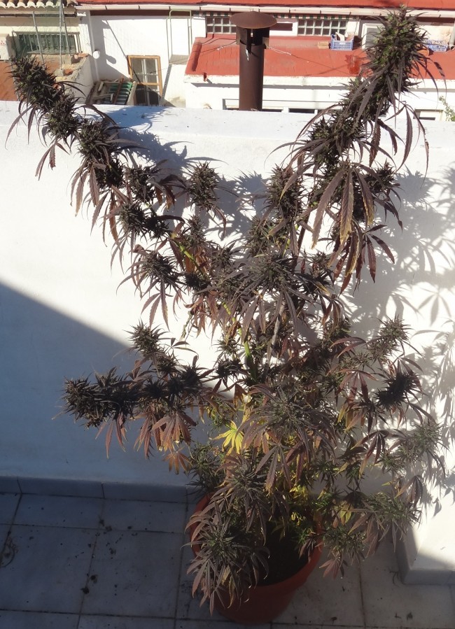 Ace Seeds - Purple Honduras Haze (reg.)