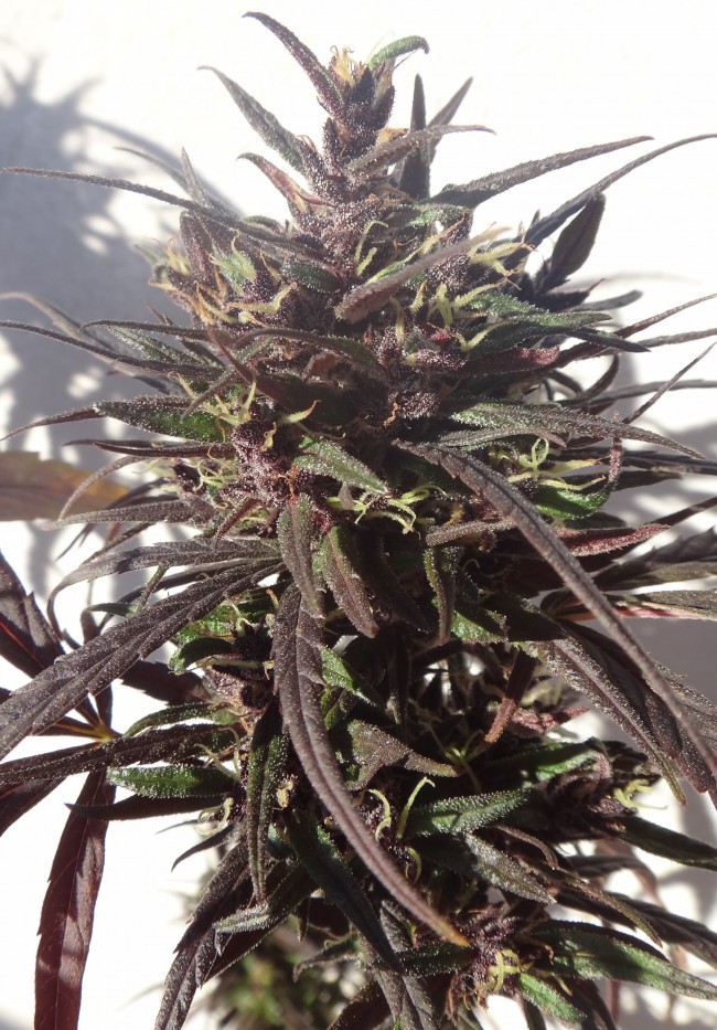 Ace Seeds - Purple Honduras Haze (reg.)