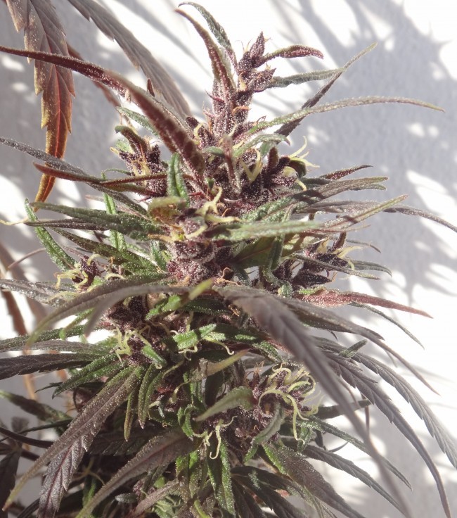 Ace Seeds - Purple Honduras Haze (reg.)