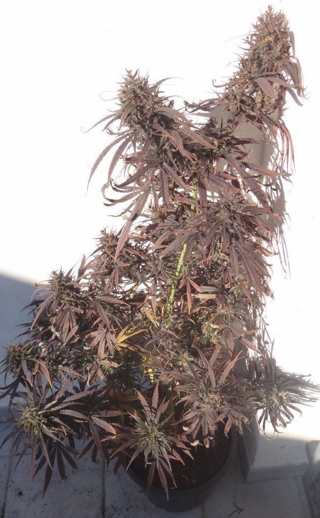 Ace Seeds - Purple Honduras Haze (reg.)