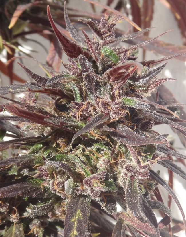 Ace Seeds - Purple Honduras Haze (reg.)