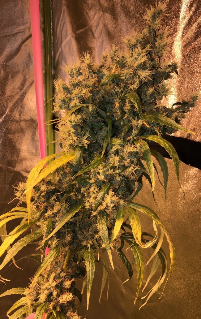 Ace Seeds - Purple Honduras Haze (reg.)