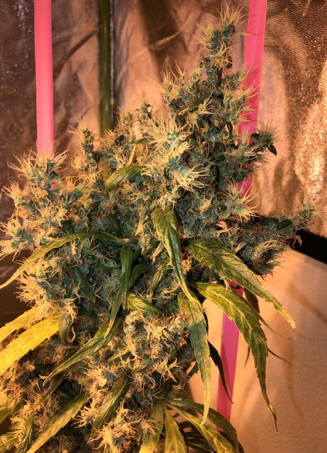 Ace Seeds - Purple Honduras Haze (reg.)