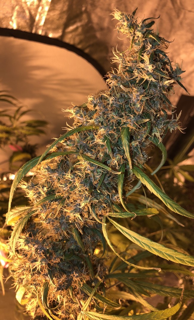 Ace Seeds - Purple Honduras Haze (reg.)