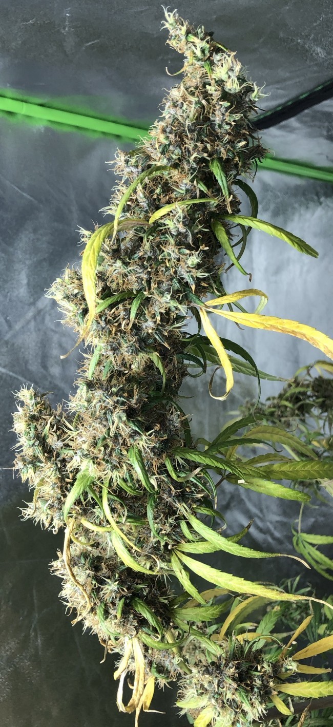 Ace Seeds - Purple Honduras Haze (reg.)