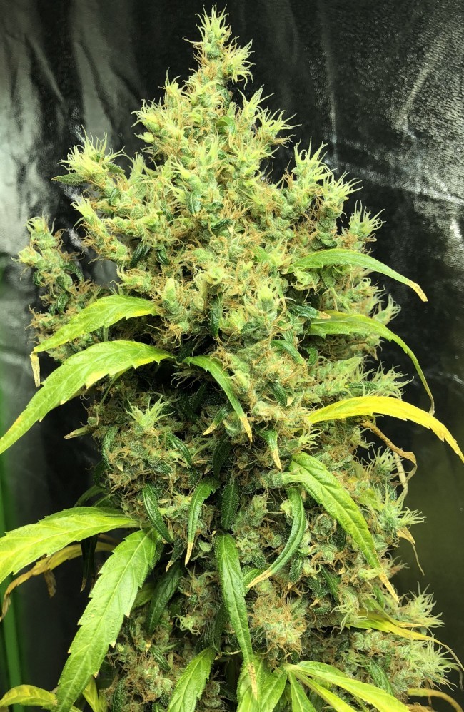 Ace Seeds - Purple Honduras Haze (reg.)