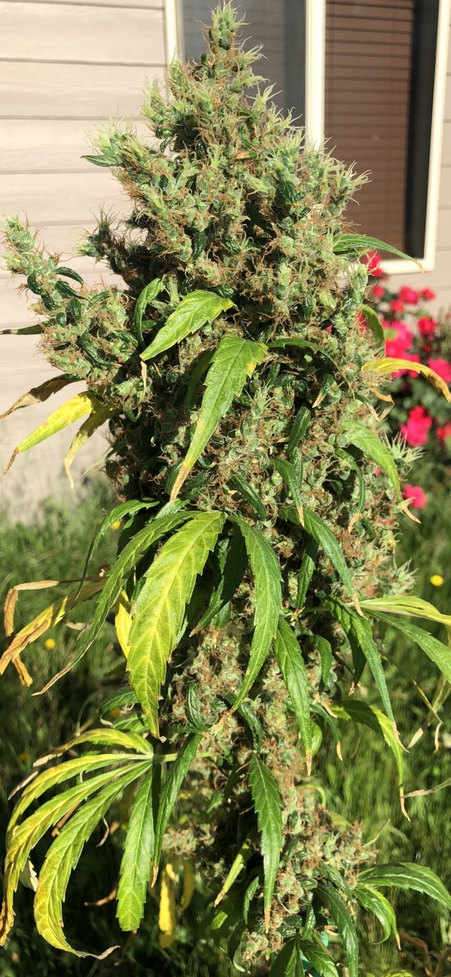 Ace Seeds - Purple Honduras Haze (reg.)