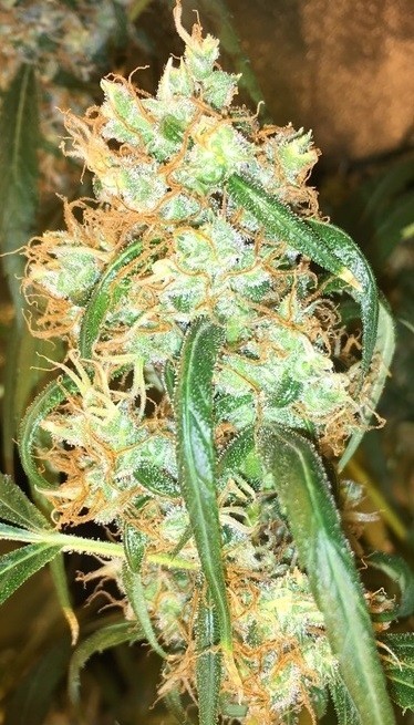 Ace Seeds - Purple Honduras Haze (reg.)