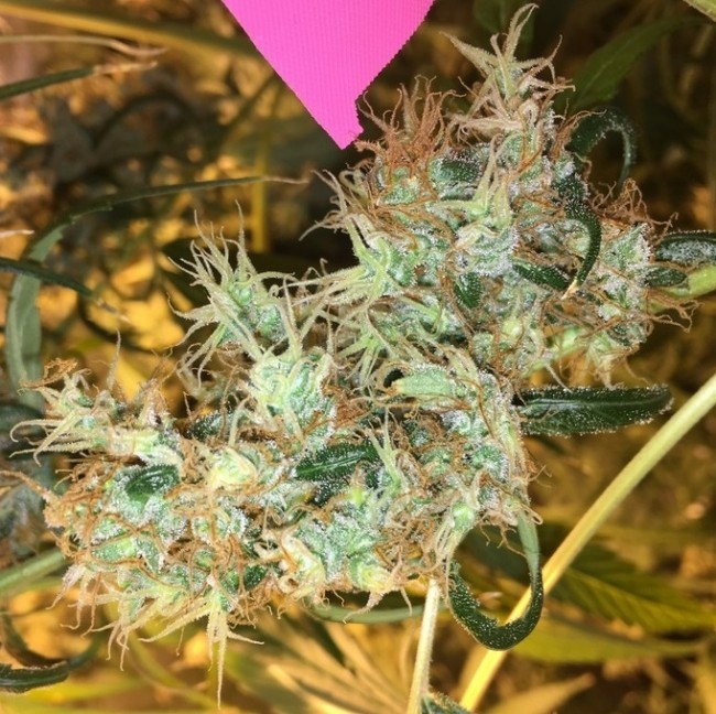 Ace Seeds - Purple Honduras Haze (reg.)