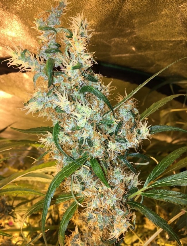 Ace Seeds - Purple Honduras Haze (reg.)