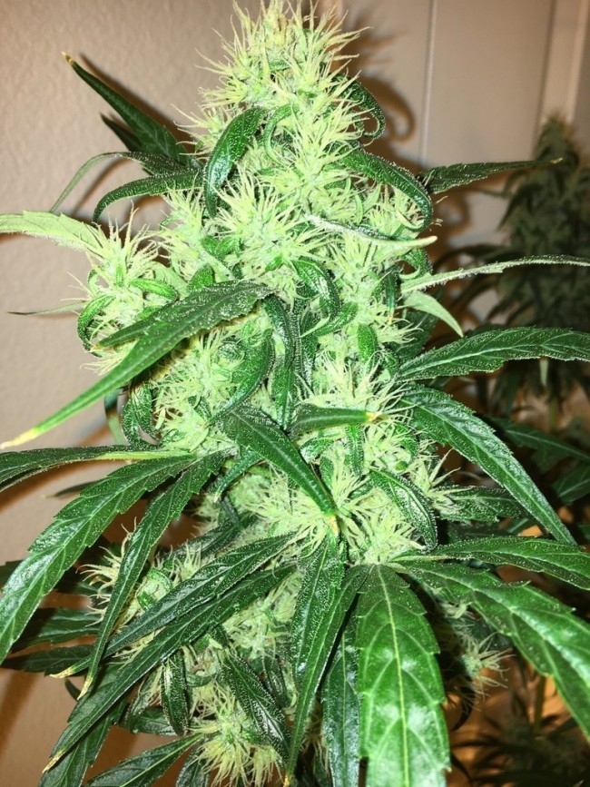 Ace Seeds - Purple Honduras Haze (reg.)