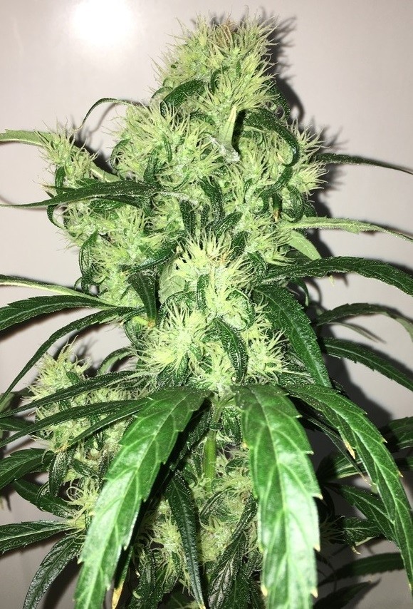 Ace Seeds - Purple Honduras Haze (reg.)