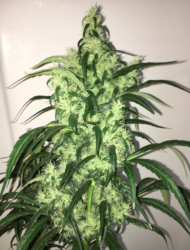 Ace Seeds - Purple Honduras Haze (reg.)