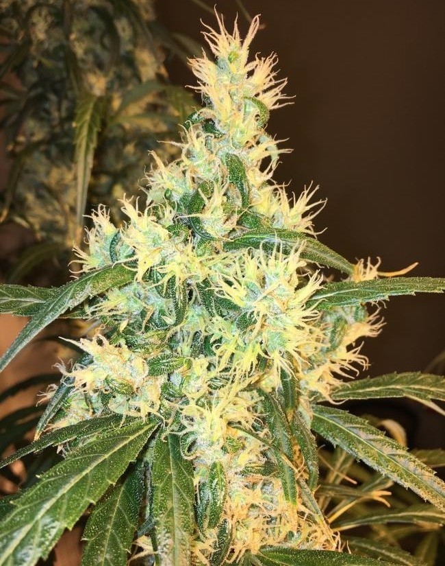 Ace Seeds - Purple Honduras Haze (reg.)