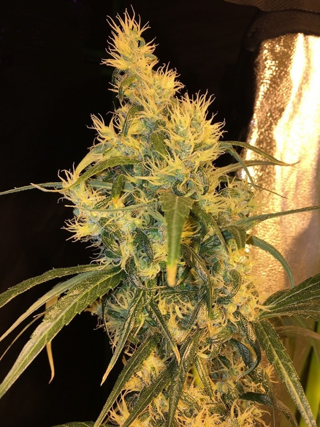 Ace Seeds - Purple Honduras Haze (reg.)