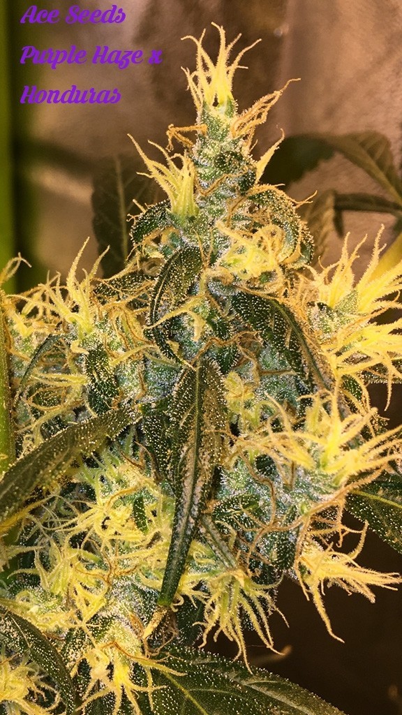 Ace Seeds - Purple Honduras Haze (reg.)