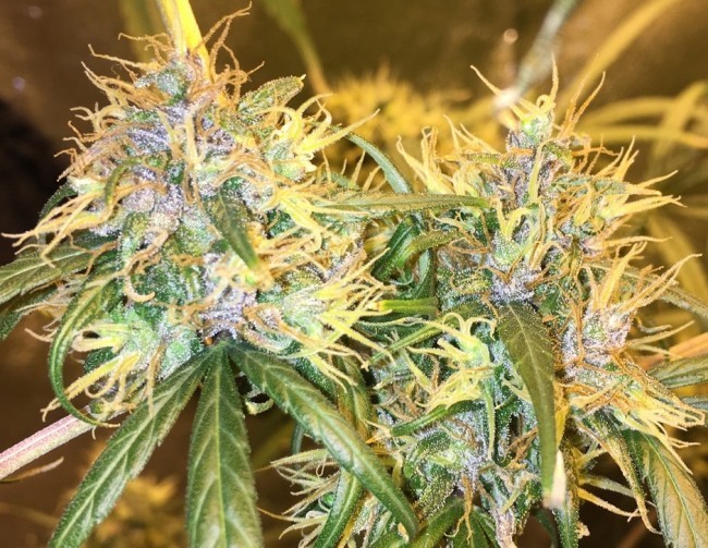 Ace Seeds - Purple Honduras Haze (reg.)