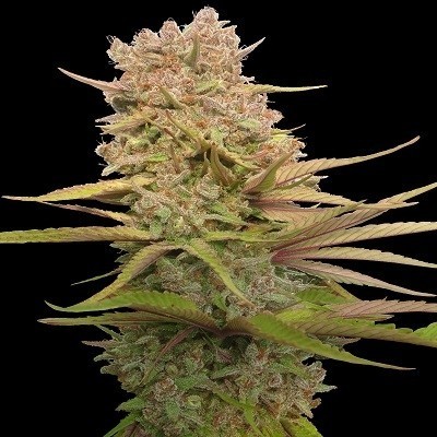 Ace Seeds - Red Sapphire (fem.) 06289