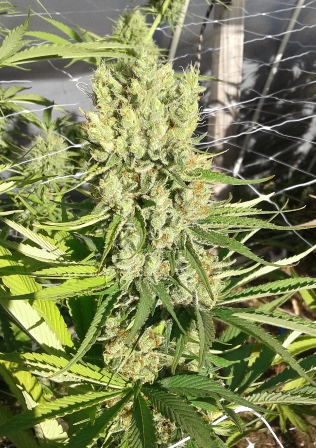 Ace Seeds - Red Sapphire (fem.)