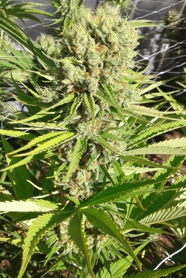 Ace Seeds - Red Sapphire (fem.)