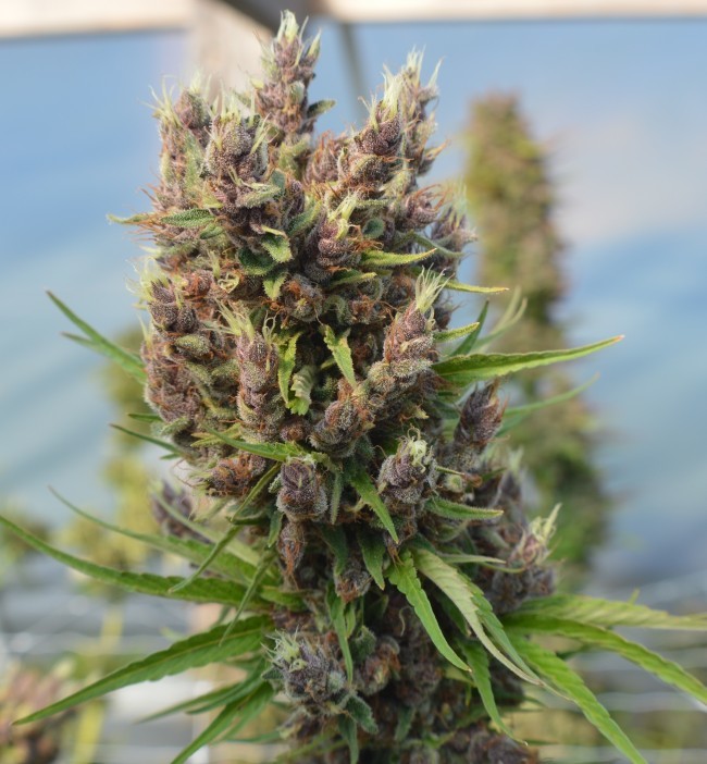 Ace Seeds - Red Sapphire (fem.)