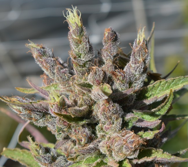 Ace Seeds - Red Sapphire (fem.)