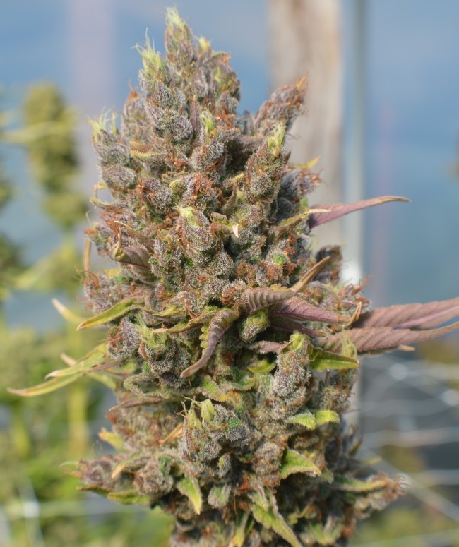 Ace Seeds - Red Sapphire (fem.)
