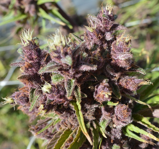 Ace Seeds - Red Sapphire (fem.)