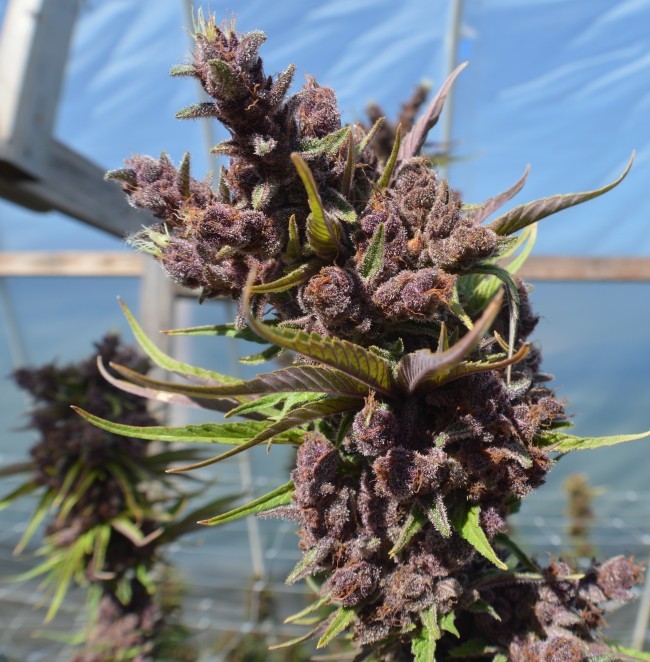Ace Seeds - Red Sapphire (fem.)