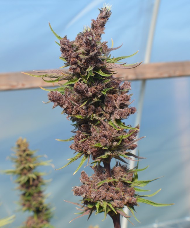 Ace Seeds - Red Sapphire (fem.)