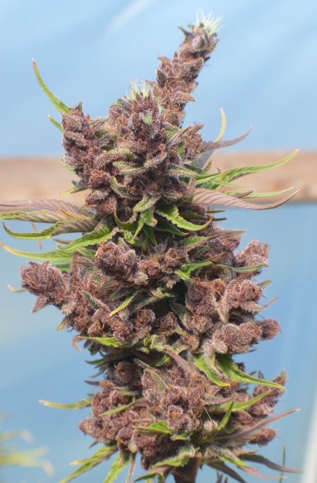 Ace Seeds - Red Sapphire (fem.)