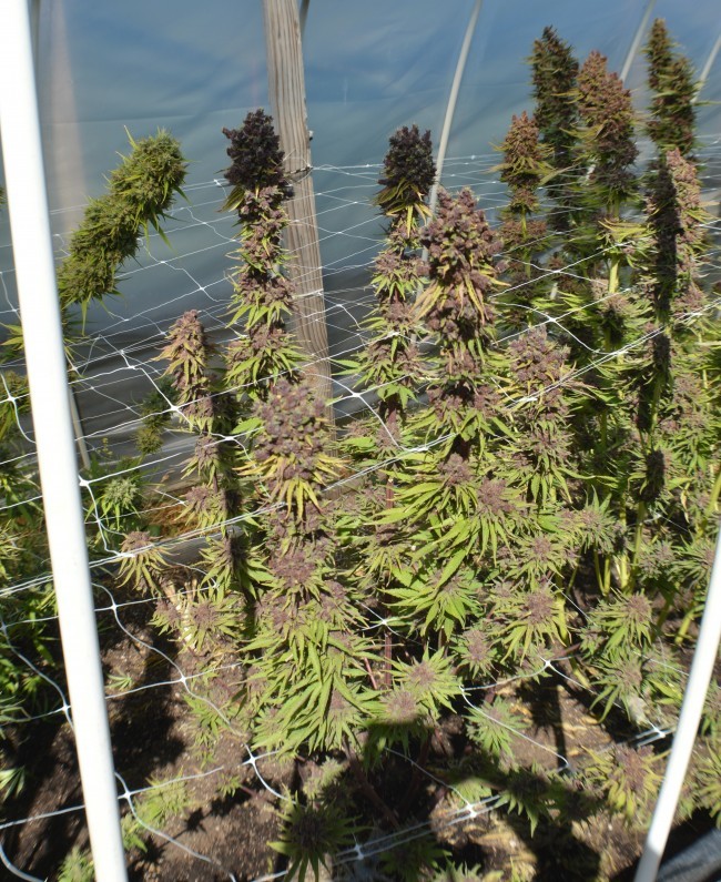 Ace Seeds - Red Sapphire (fem.)