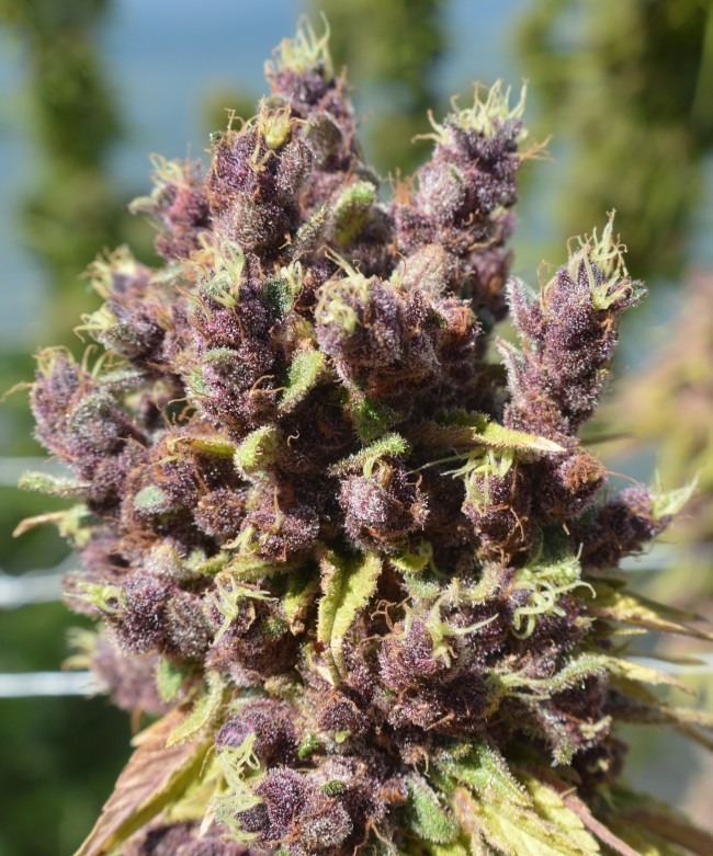 Ace Seeds - Red Sapphire (fem.)