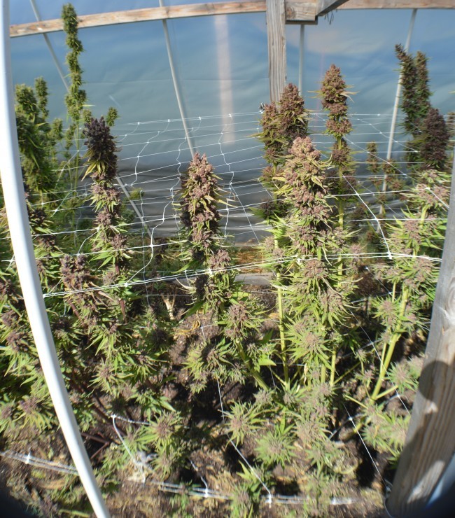 Ace Seeds - Red Sapphire (fem.)