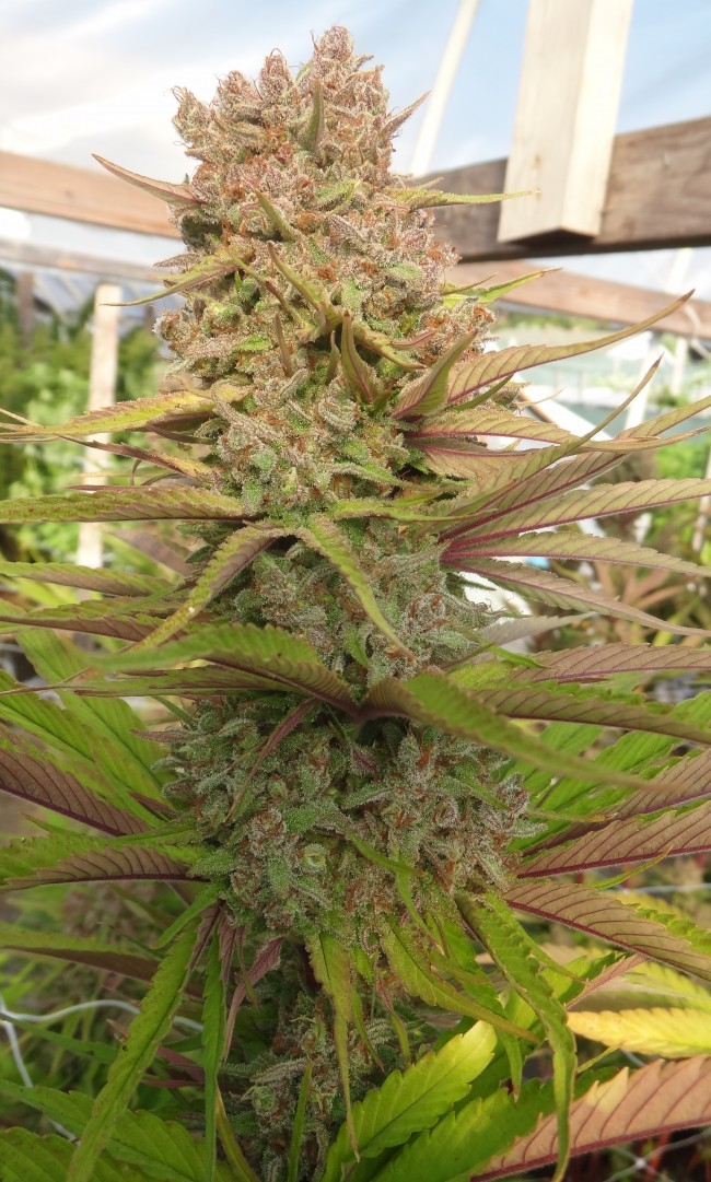 Ace Seeds - Red Sapphire (fem.)